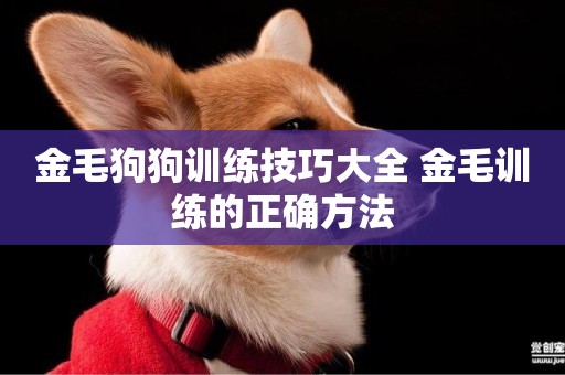金毛狗狗訓練技巧大全 金毛訓練的正確方法
