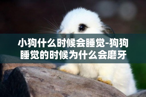 小狗什么時候會睡覺-狗狗睡覺的時候為什么會磨牙