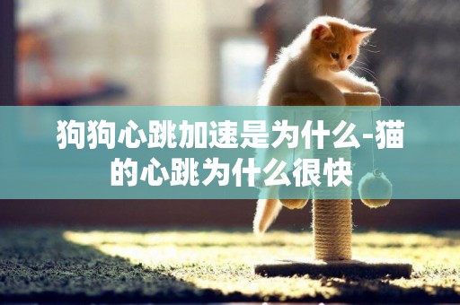 狗狗心跳加速是為什么-貓的心跳為什么很快