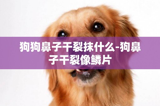 狗狗鼻子干裂抹什么-狗鼻子干裂像鱗片