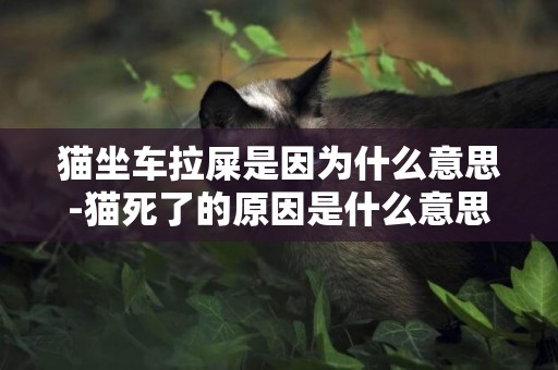 貓坐車拉屎是因為什么意思-貓死了的原因是什么意思是什么意思