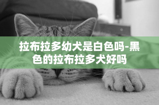 拉布拉多幼犬是白色嗎-黑色的拉布拉多犬好嗎