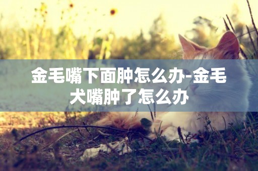 金毛嘴下面腫怎么辦-金毛犬嘴腫了怎么辦