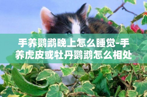 手養鸚鵡晚上怎么睡覺-手養虎皮或牡丹鸚鵡怎么相處可以盡快上手