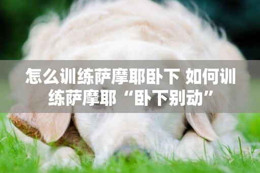 怎么訓練薩摩耶臥下 如何訓練薩摩耶“臥下別動”