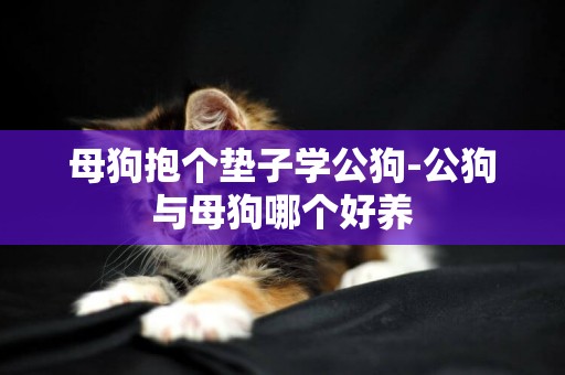 母狗抱個墊子學公狗-公狗與母狗哪個好養