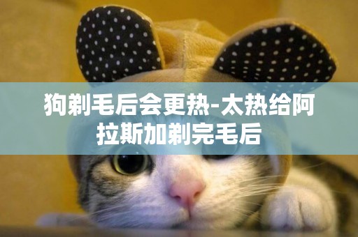 狗剃毛后會更熱-太熱給阿拉斯加剃完毛后