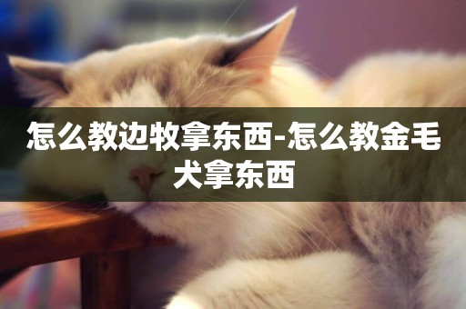 怎么教邊牧拿東西-怎么教金毛犬拿東西
