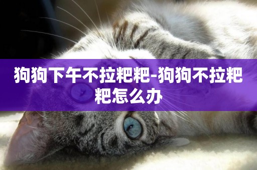 狗狗下午不拉粑粑-狗狗不拉粑粑怎么辦
