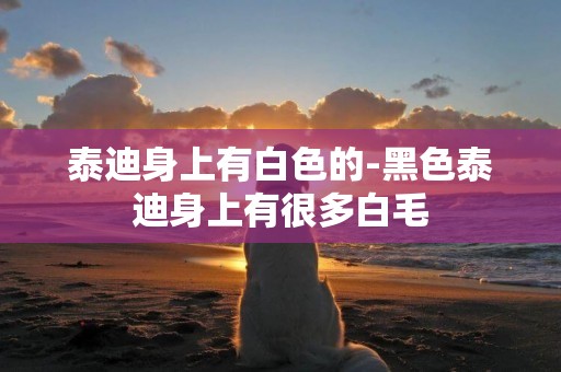 泰迪身上有白色的-黑色泰迪身上有很多白毛