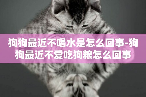 狗狗最近不喝水是怎么回事-狗狗最近不愛吃狗糧怎么回事