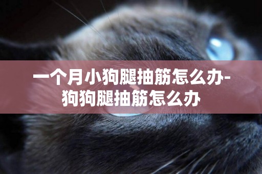 一個月小狗腿抽筋怎么辦-狗狗腿抽筋怎么辦