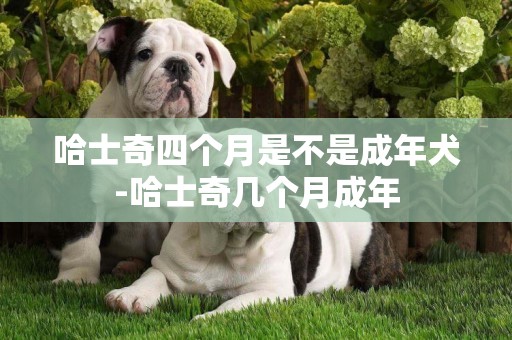 哈士奇四個月是不是成年犬-哈士奇幾個月成年
