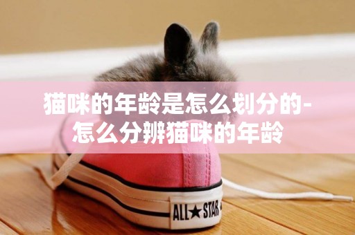 貓咪的年齡是怎么劃分的-怎么分辨貓咪的年齡