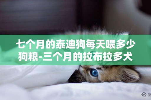 七個月的泰迪狗每天喂多少狗糧-三個月的拉布拉多犬每天喂多少狗糧