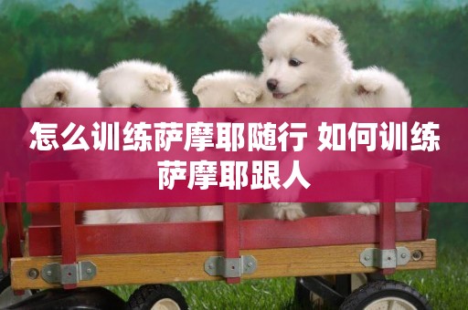 怎么訓練薩摩耶隨行 如何訓練薩摩耶跟人