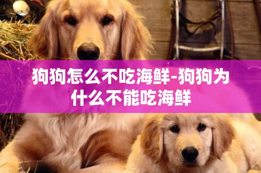 狗狗怎么不吃海鮮-狗狗為什么不能吃海鮮