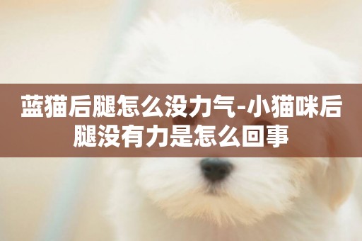藍貓后腿怎么沒力氣-小貓咪后腿沒有力是怎么回事
