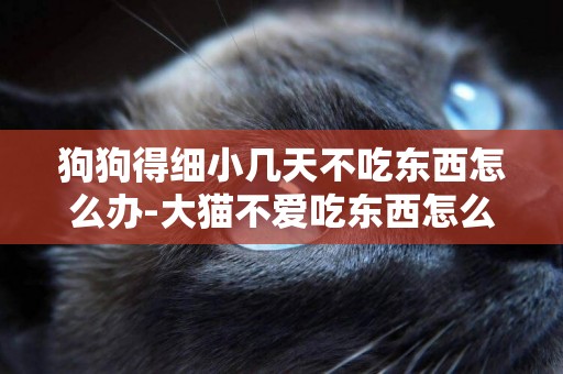 狗狗得細小幾天不吃東西怎么辦-大貓不愛吃東西怎么辦