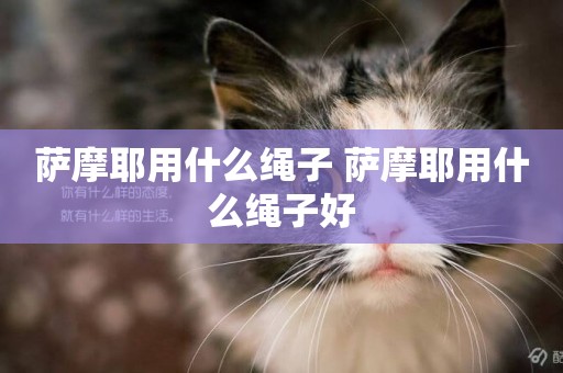 薩摩耶用什么繩子 薩摩耶用什么繩子好