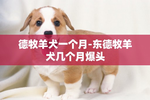 德牧羊犬一個月-東德牧羊犬幾個月爆頭