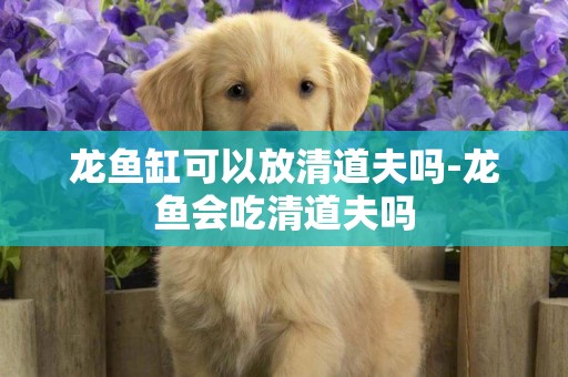 龍魚缸可以放清道夫嗎-龍魚會吃清道夫嗎