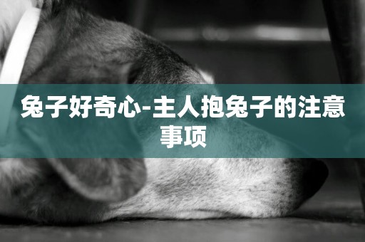 兔子好奇心-主人抱兔子的注意事項