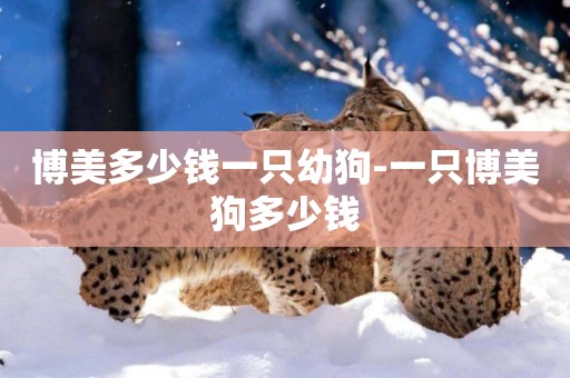 博美多少錢一只幼狗-一只博美狗多少錢