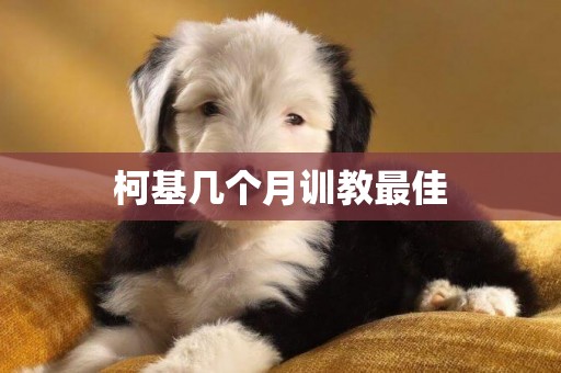柯基幾個月訓教最佳