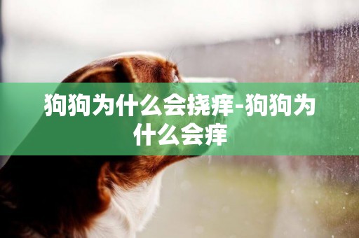 狗狗為什么會撓癢-狗狗為什么會癢
