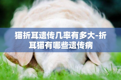 貓折耳遺傳幾率有多大-折耳貓有哪些遺傳病