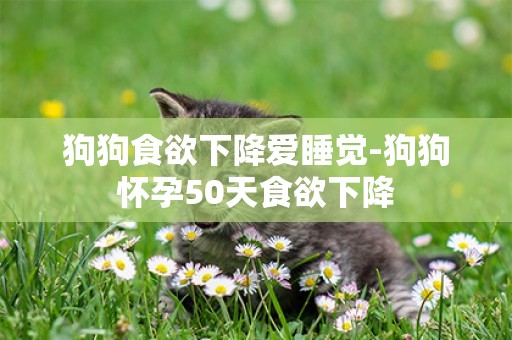 狗狗食欲下降愛睡覺-狗狗懷孕50天食欲下降