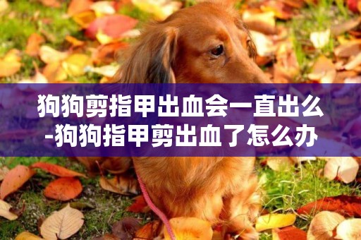 狗狗剪指甲出血會一直出么-狗狗指甲剪出血了怎么辦