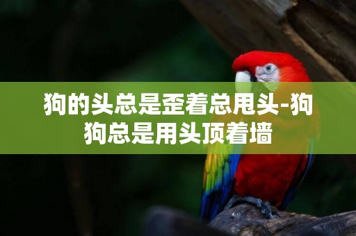 狗的頭總是歪著總甩頭-狗狗總是用頭頂著墻