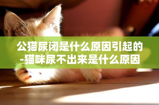 公貓尿閉是什么原因引起的-貓咪尿不出來是什么原因引起的