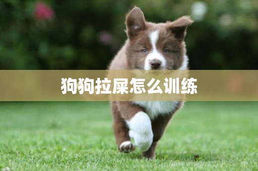 狗狗拉屎怎么訓練