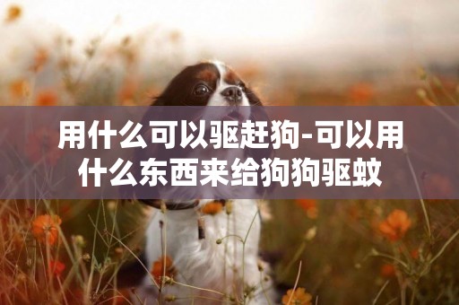 用什么可以驅趕狗-可以用什么東西來給狗狗驅蚊