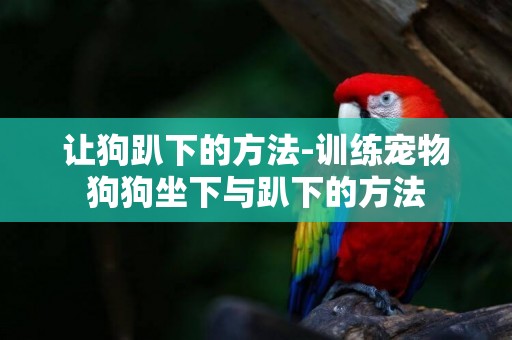讓狗趴下的方法-訓練寵物狗狗坐下與趴下的方法