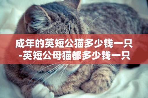 成年的英短公貓多少錢一只-英短公母貓都多少錢一只