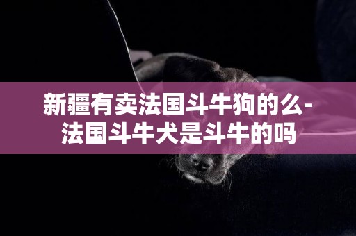 新疆有賣法國斗牛狗的么-法國斗牛犬是斗牛的嗎