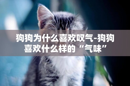 狗狗為什么喜歡嘆氣-狗狗喜歡什么樣的“氣味”