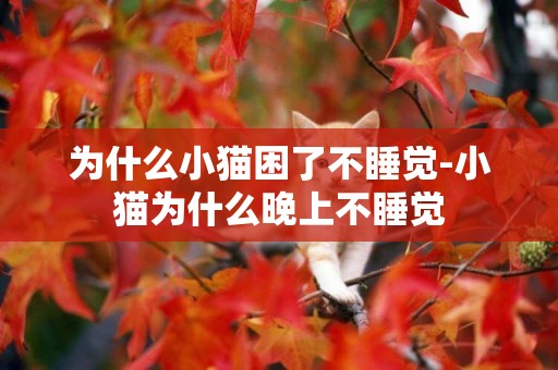 為什么小貓困了不睡覺-小貓為什么晚上不睡覺
