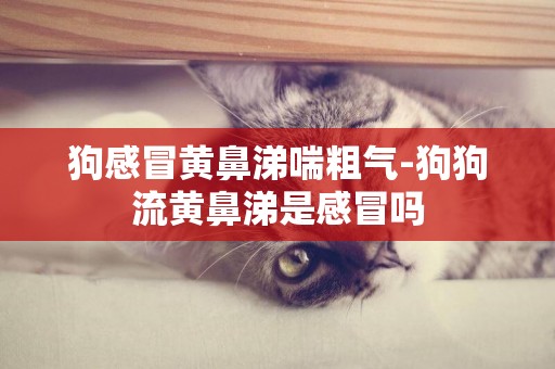 狗感冒黃鼻涕喘粗氣-狗狗流黃鼻涕是感冒嗎