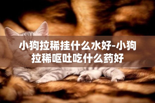小狗拉稀掛什么水好-小狗拉稀嘔吐吃什么藥好
