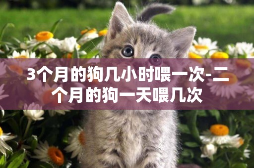3個月的狗幾小時喂一次-二個月的狗一天喂幾次