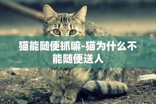 貓能隨便抓嘛-貓為什么不能隨便送人