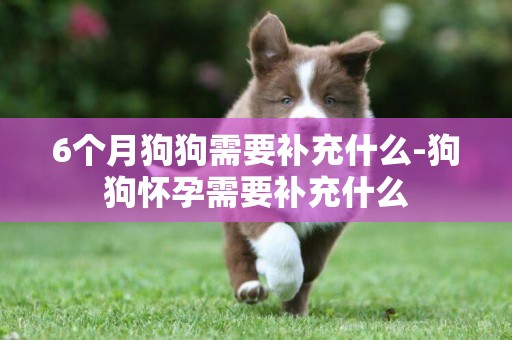 6個月狗狗需要補充什么-狗狗懷孕需要補充什么