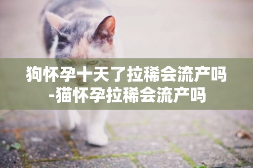 狗懷孕十天了拉稀會流產嗎-貓懷孕拉稀會流產嗎