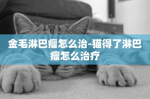 金毛淋巴瘤怎么治-貓得了淋巴瘤怎么治療