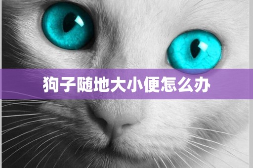 狗子隨地大小便怎么辦